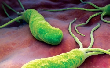 A gyomorfekélyt okozó baktérium ellen fejlesztettek növényi hatóanyagot szegedi és vajdasági kutatók