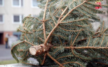 FENYŐFABEGYŰJTÉS JANUÁR 14-TŐL
