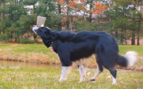Elképesztő trükköket tud Nana, a világ legügyesebb kutyája - VIDEÓ