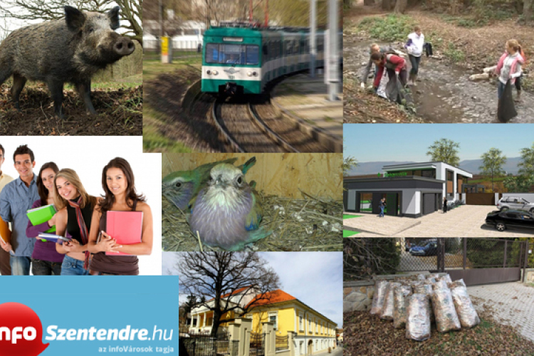 Sűrűbben járó HÉV, új patika, vaddisznók, pataktakarítás – Heti hírek