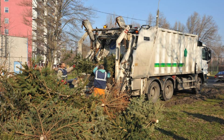 Fenyőfabegyűjtési időpontok