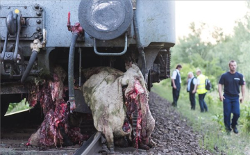 Birkanyájat gázolt az IC Nyírteleknél