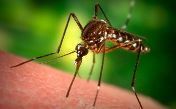 Brutális szúnyoginvázió – mit tegyünk?