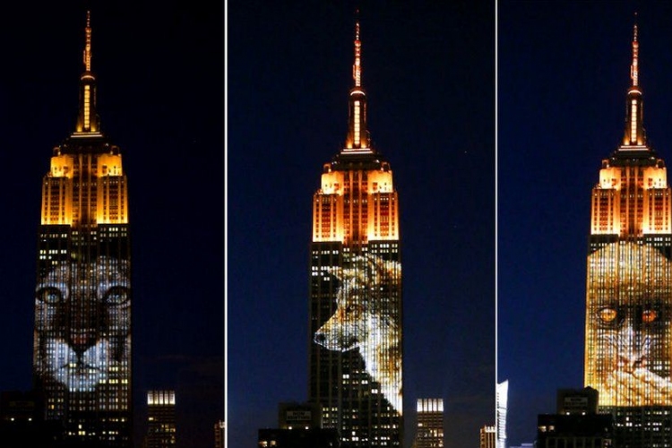 Veszélyeztetett állatok képeit vetítették az Empire State Buildingre