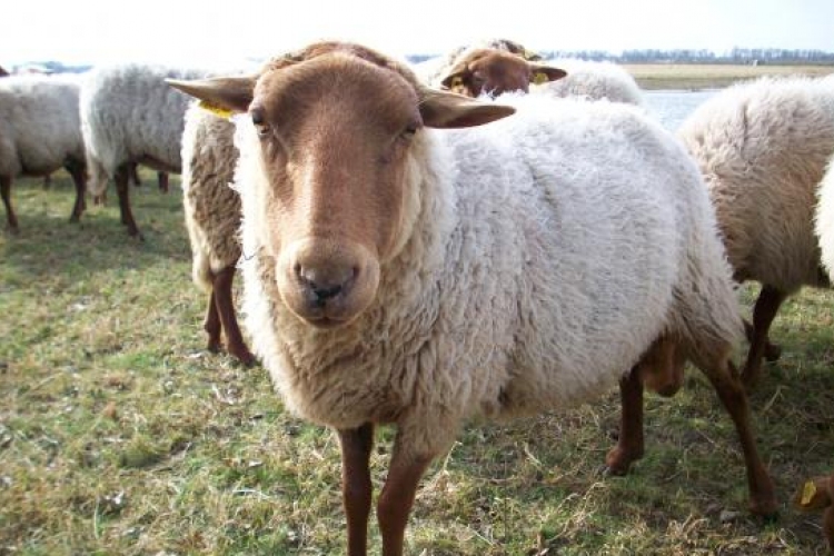 A juhtartás és pásztorkodás európai öröksége a Skanzenben
