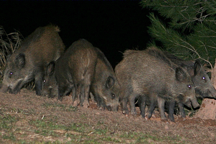 Közösen a vadkár megelőzésében Leányfalu és a Szentendrei Erdészet