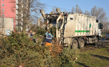 Fenyőfabegyűjtési időpontok