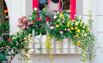 Megvan Szentendre legszebb virágos előkertje, erkélye és ablaka