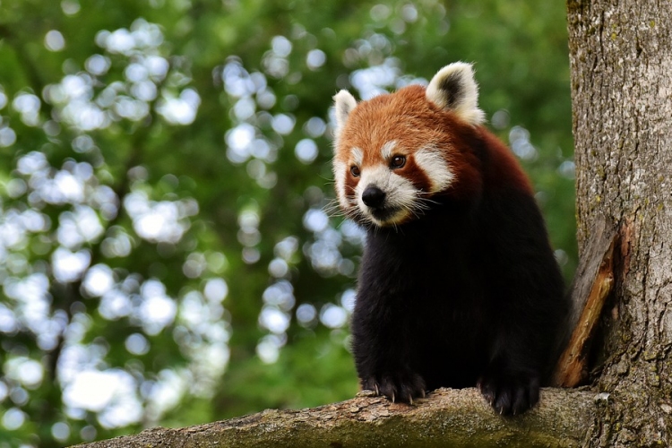A vörös pandák nem egy, hanem valójában két fajba tartoznak