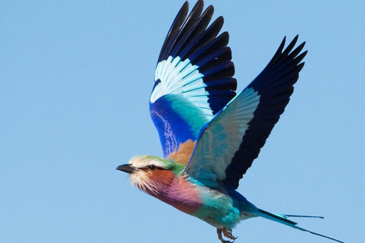 Szenzáció a Dunakanyarban – ritka madarat szaporított egy tenyésztő - VIDEÓ