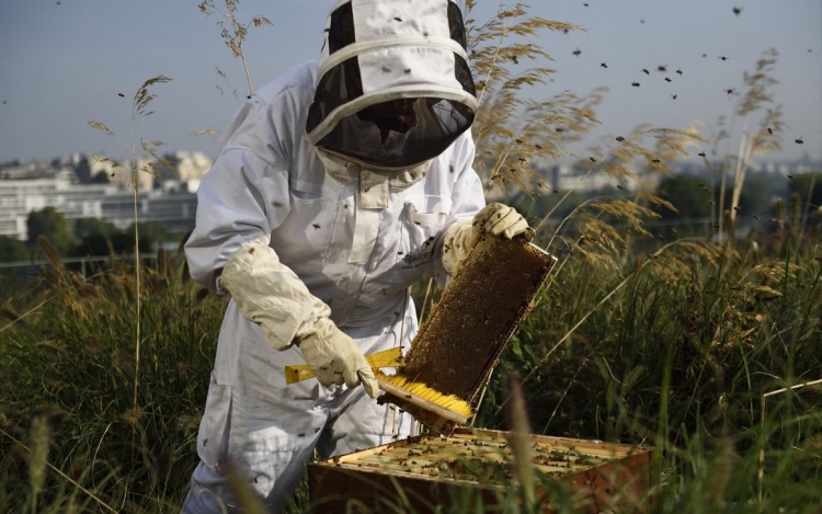 Méhészek bejelentési kötelezettsége Budakalászon