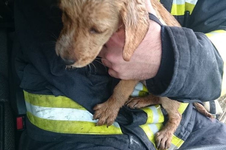 Leégett egy ház Szentendrén – kutyát kellett menteni belőle