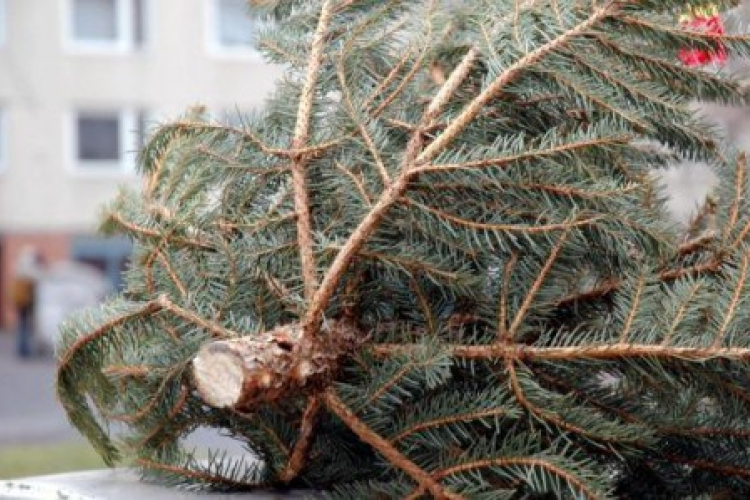 FENYŐFABEGYŰJTÉS JANUÁR 14-TŐL