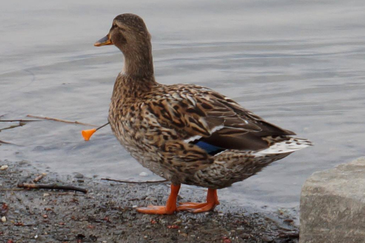 Kínozzák a vadkacsákat Szentendrén