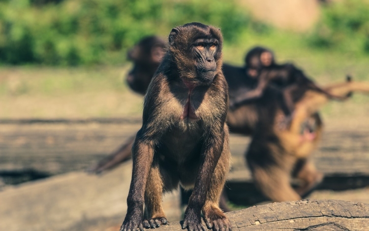 Hetven majom szökött meg egy állatkertből Japánban