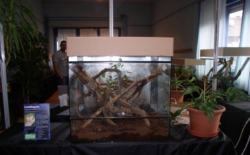 Akvárium és terrárium ház nyílik Szentendrén – hüllők, halak kiállítása