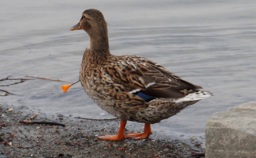 Kínozzák a vadkacsákat Szentendrén