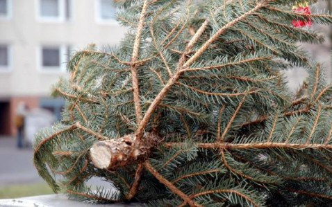 FENYŐFABEGYŰJTÉS JANUÁR 14-TŐL