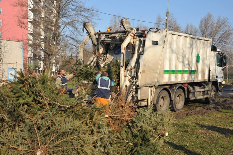 Fenyőfabegyűjtési időpontok