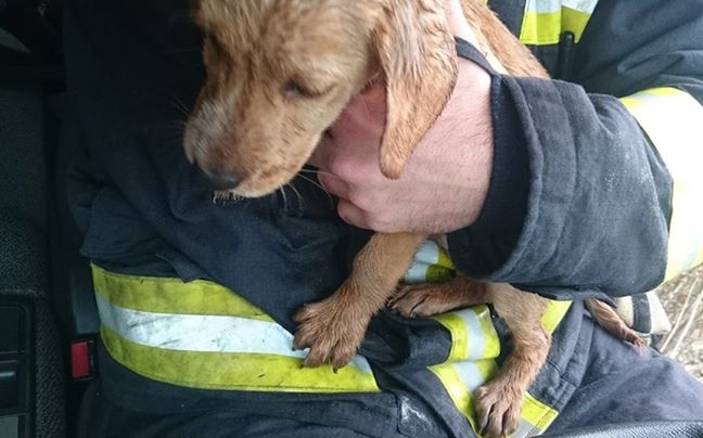 Leégett egy ház Szentendrén – kutyát kellett menteni belőle
