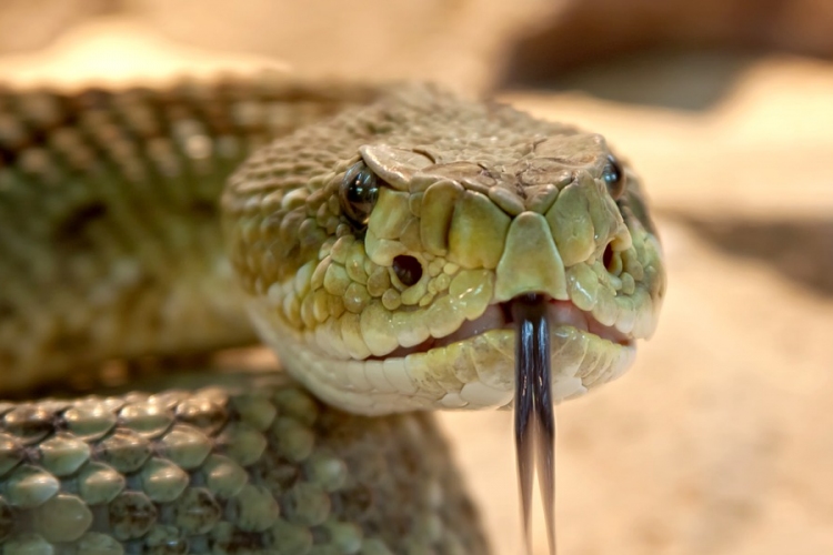 Felfedeztek egy új mérgeskígyó-fajt Ausztráliában