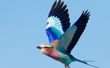 Szenzáció a Dunakanyarban – ritka madarat szaporított egy tenyésztő - VIDEÓ