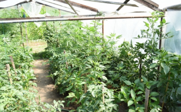 Kannabiszt termesztett kertjében egy 71 éves férfi